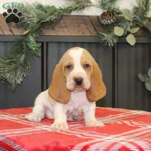 Skye, Basset Hound Puppy